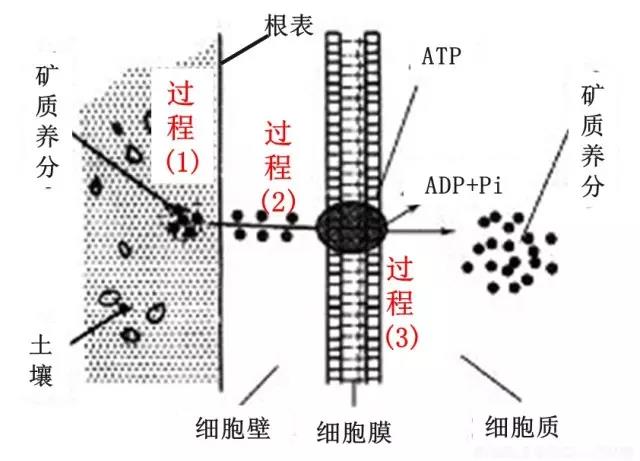 水溶肥